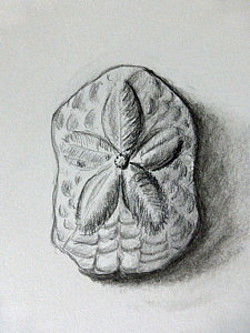 225x300 Sand Dollar Drawings Fine Art America - Dollar Drawing