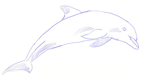 600x324 How To Draw A Dolphin - Dolphin Drawing