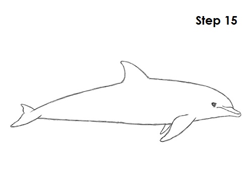 500x386 How To Draw A Dolphin - Dolphin Drawing