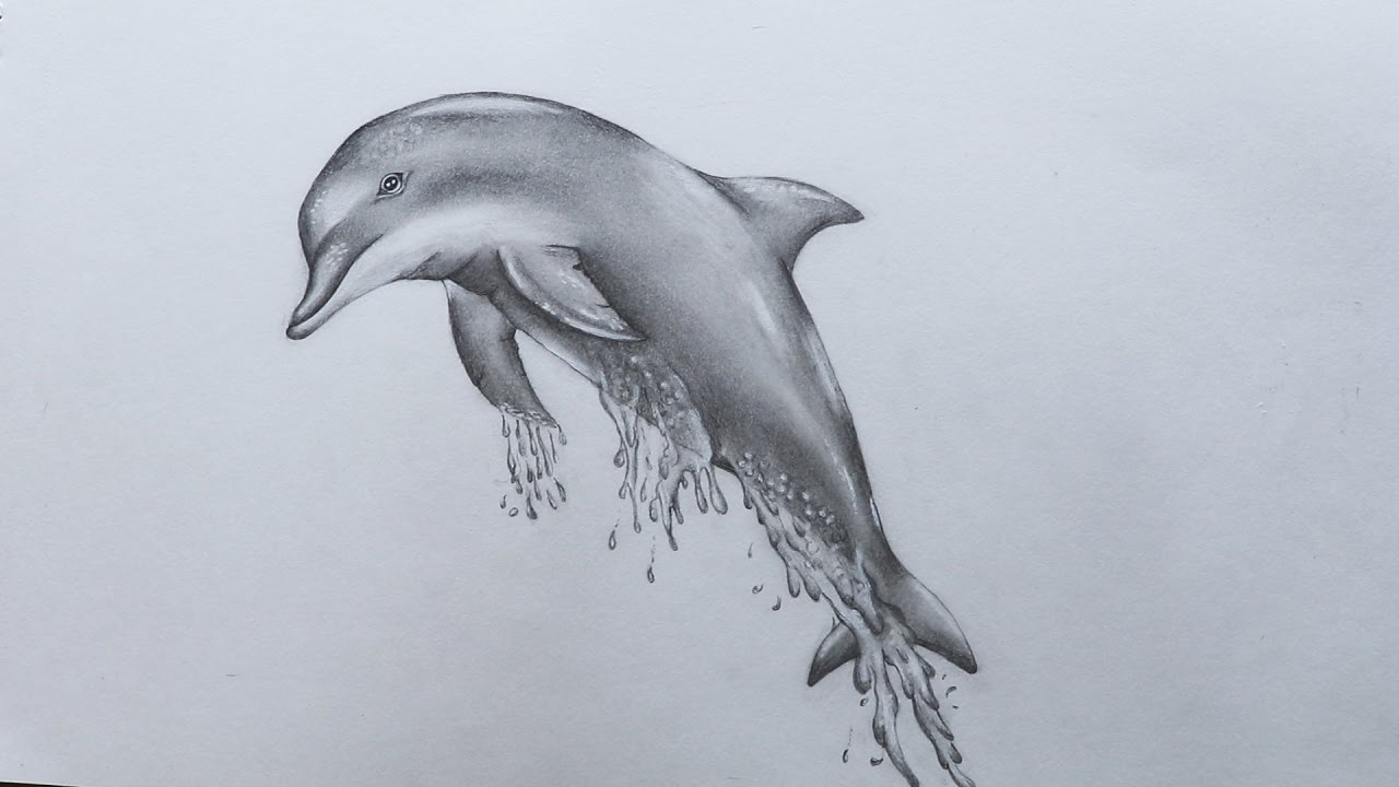 1280x720 How To Sketch Dolphin - Dolphin Drawing