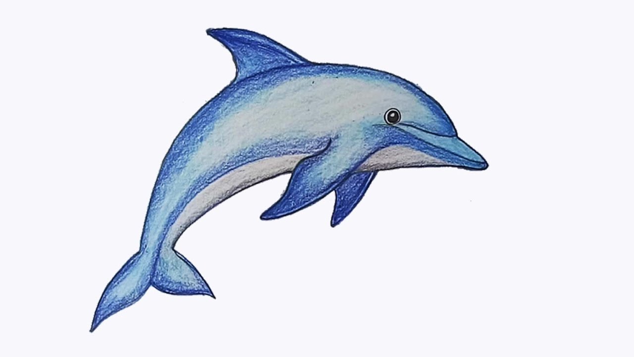 1280x720 How To Draw Dolphin Step - Dolphin Drawing