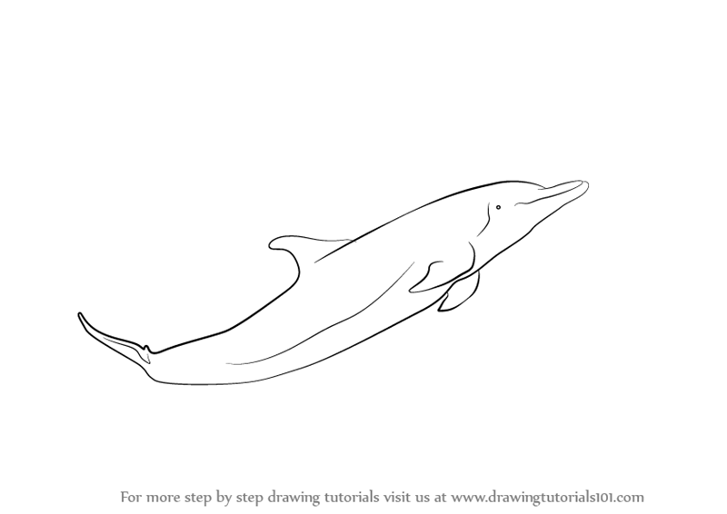 800x566 Learn How To Draw A Dolphin - Dolphin Drawing