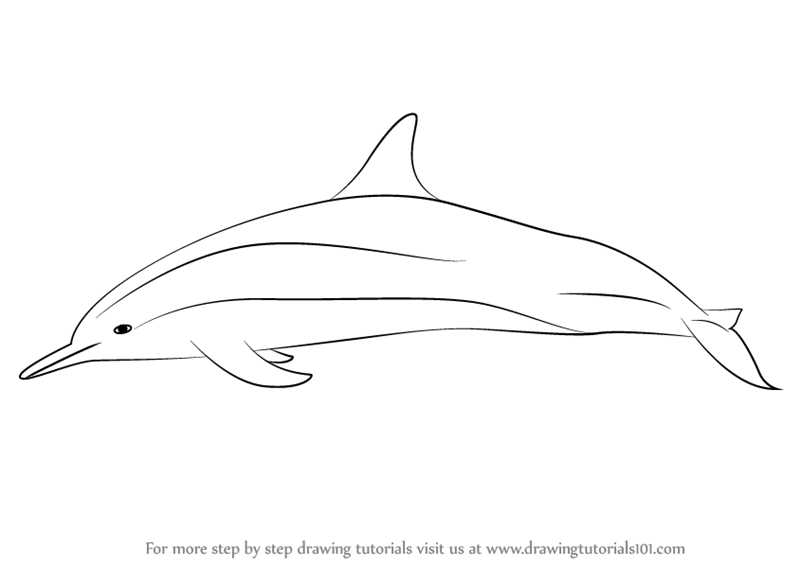 800x566 Learn How To Draw A Spinner Dolphin - Dolphin Drawing