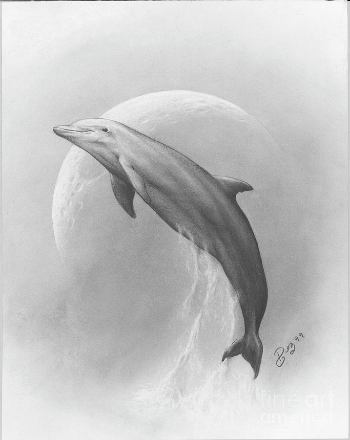 717x900 Dolphin Drawing - Dolphin Drawing