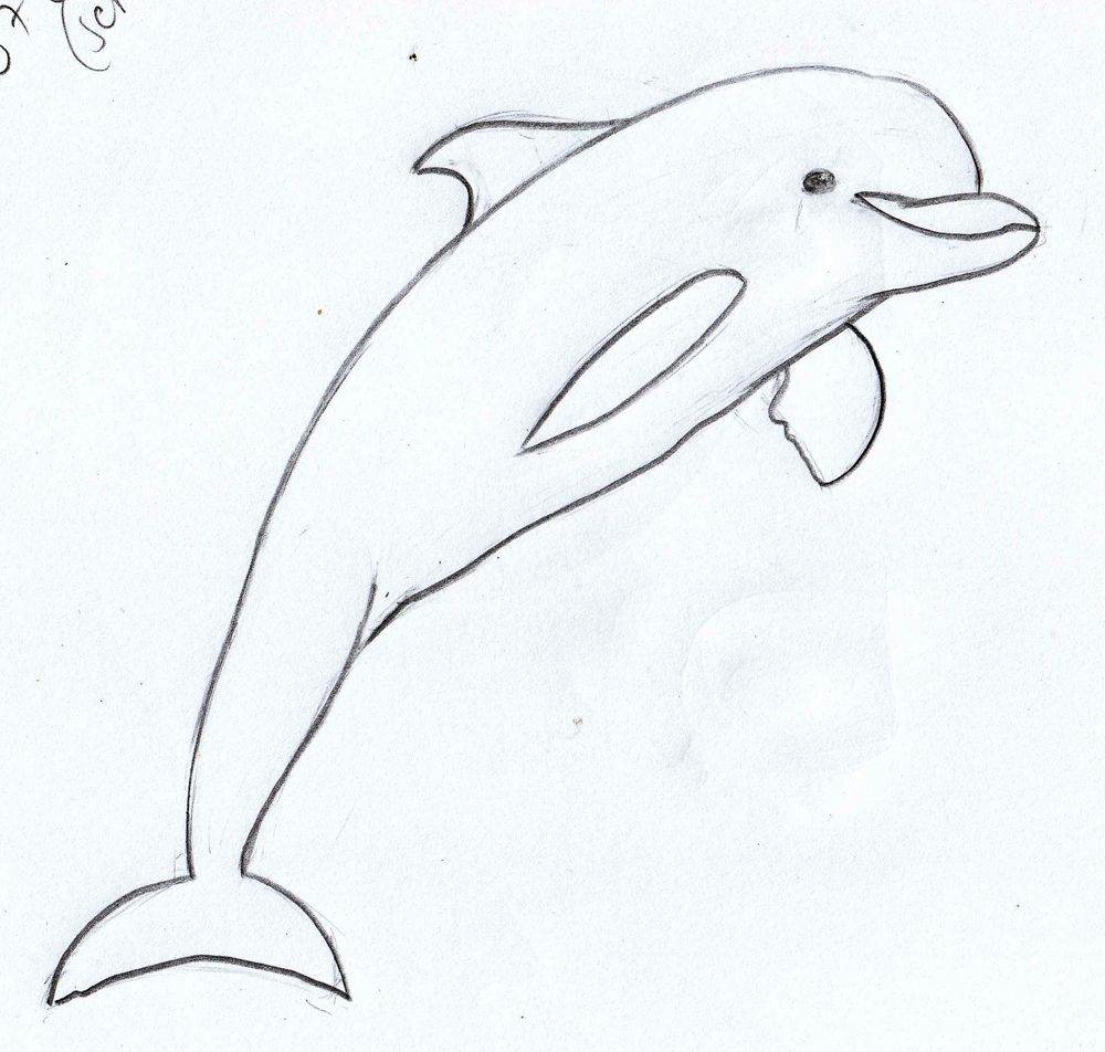 1000x952 Huge Collection Of 'easy Dolphin Drawing' Download More Than - Dolphin Drawing Easy