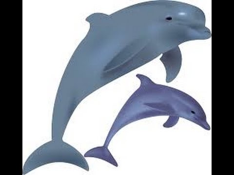 480x360 How To Draw A Cartoon Dolphin - Dolphin Drawing For Kids