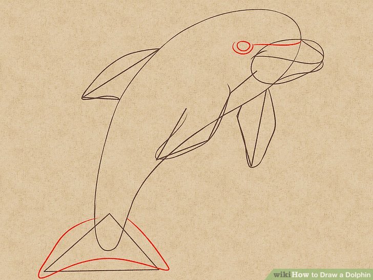 728x546 How To Draw A Dolphin Steps - Dolphin Drawing For Kids