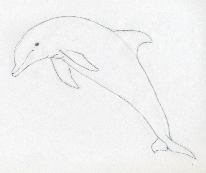 800x673 How To Draw A Dolphin - Dolphin Drawing Images
