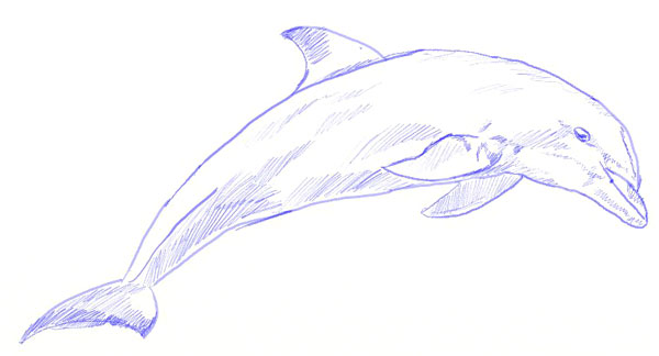 600x324 How To Draw A Dolphin - Dolphin Drawing Images