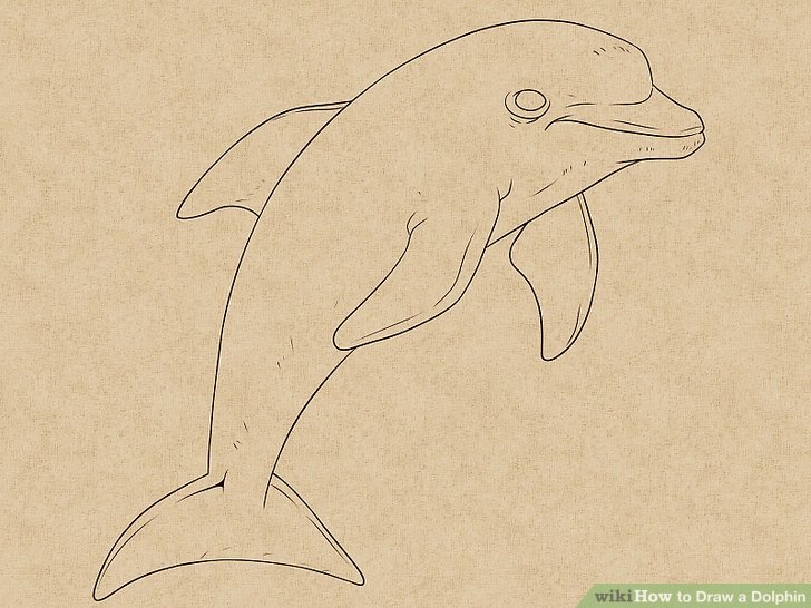 728x546 How To Draw A Dolphin Steps - Dolphin Drawing Images