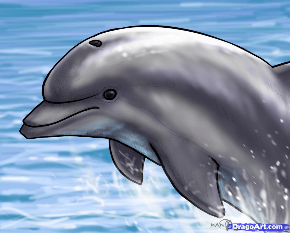 1108x893 How To Draw A Jumping Dolphin, Step - Dolphin Drawing Images