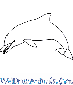 300x350 How To Draw A Spinner Dolphin - Dolphin Drawing Images