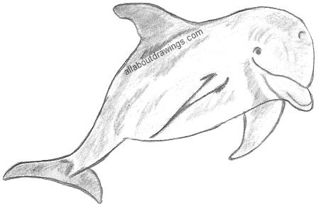 449x291 Playful Dolphin Drawings - Dolphin Drawing Images
