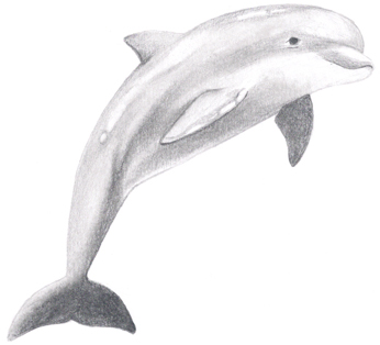 346x314 Dolphin Drawing Free Download Clip Art - Dolphin Drawing Images