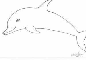 300x210 Dolphin Drawing Step - Dolphin Drawing Step By Step