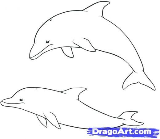 520x450 How To Draw Dolphin Easy Step How To Draw Dolphins Drawing - Dolphin Drawing Step By Step