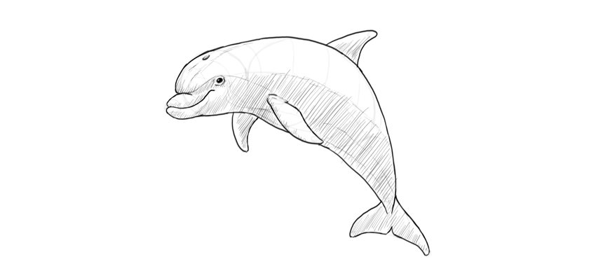 850x387 How To Draw A Dolphin Step - Dolphin Drawing Step By Step