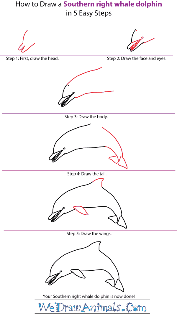 600x1065 How To Draw A Spinner Dolphin - Dolphin Drawing Step By Step
