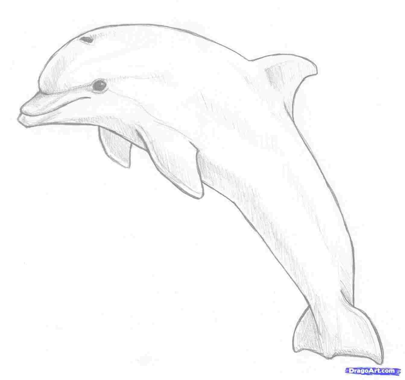 1343x1263 Art Rhclipartlibrarycom Free Dolphin Drawing Step - Dolphin Drawing Step By Step