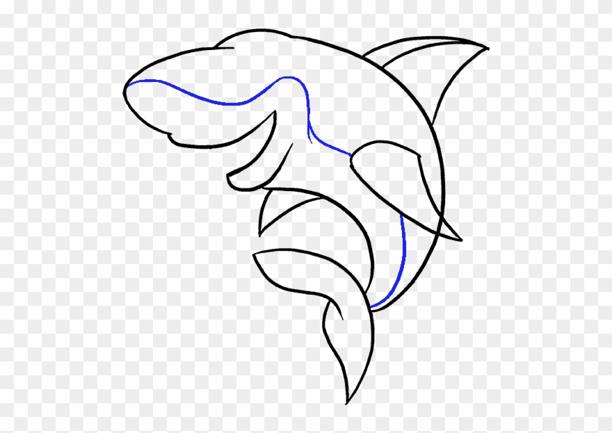 880x623 Dolphin Drawing Step - Dolphin Drawing Step By Step