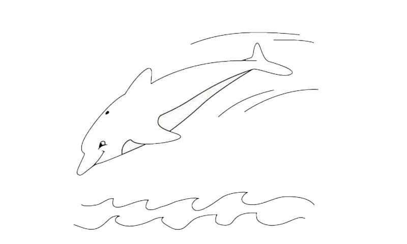 800x480 Drawing Dolphins How To Draw A Dolphin Do You Step - Dolphin Fish Drawing