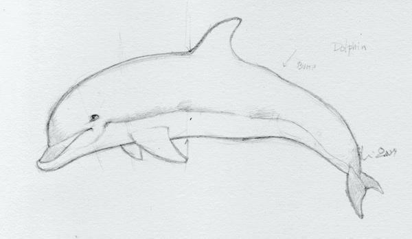 600x349 Drawing Dolphins Step Refining Your Dolphin Videos Lefthook - Dolphin Fish Drawing