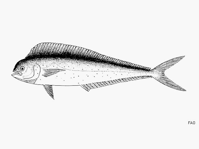640x480 Fishsource - Dolphin Fish Drawing
