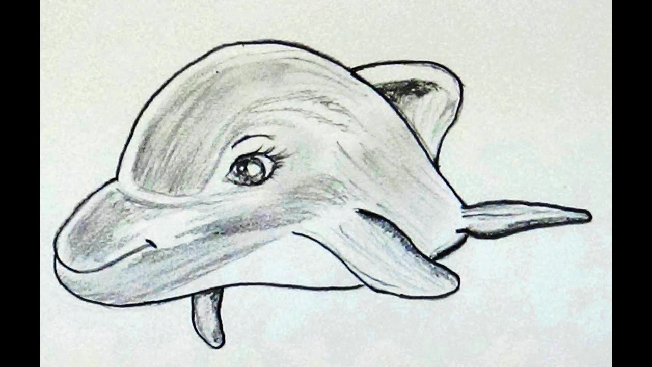 1280x720 how to draw dolphin fish how to draw a dolphin cartoon fish - Dolphin Fish Drawing
