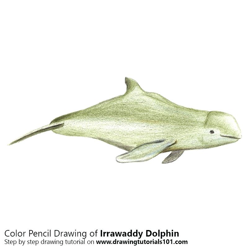 800x800 picture of a dolphin to color dolphin color pencil drawing - Dolphin Fish Drawing