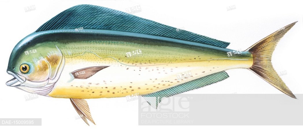 1049x453 Zoology - Dolphin Fish Drawing