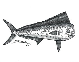 300x235 Dolphin Fish Drawings Fine Art America - Dolphin Fish Drawing