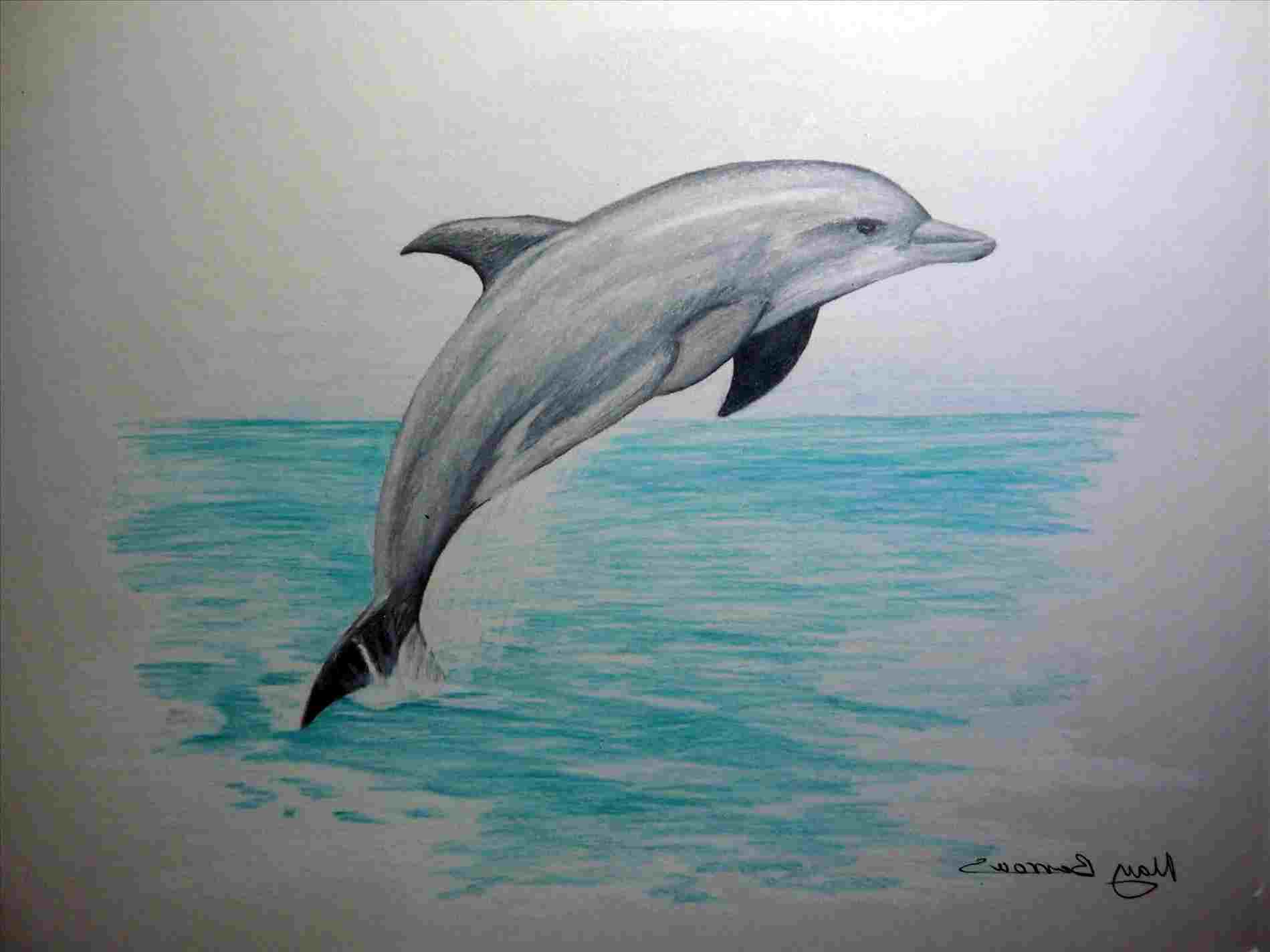 1899x1424 Dolphin Drawing In Landscape - Dolphin For Drawing