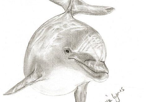 473x329 Dolphin Drawings Drawing Pictures Of Dolphins At Getdrawings Com - Dolphin For Drawing