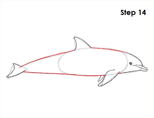 500x386 How To Draw A Dolphin - Dolphin For Drawing