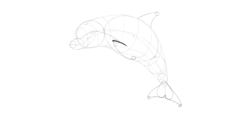 850x387 How To Draw A Dolphin Step - Dolphin For Drawing