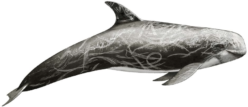 850x369 Risso's Dolphin - Dolphin For Drawing