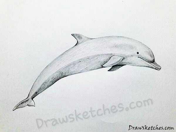 600x450 The World's Best Photos Of Dolphin And Drawing - Dolphin For Drawing