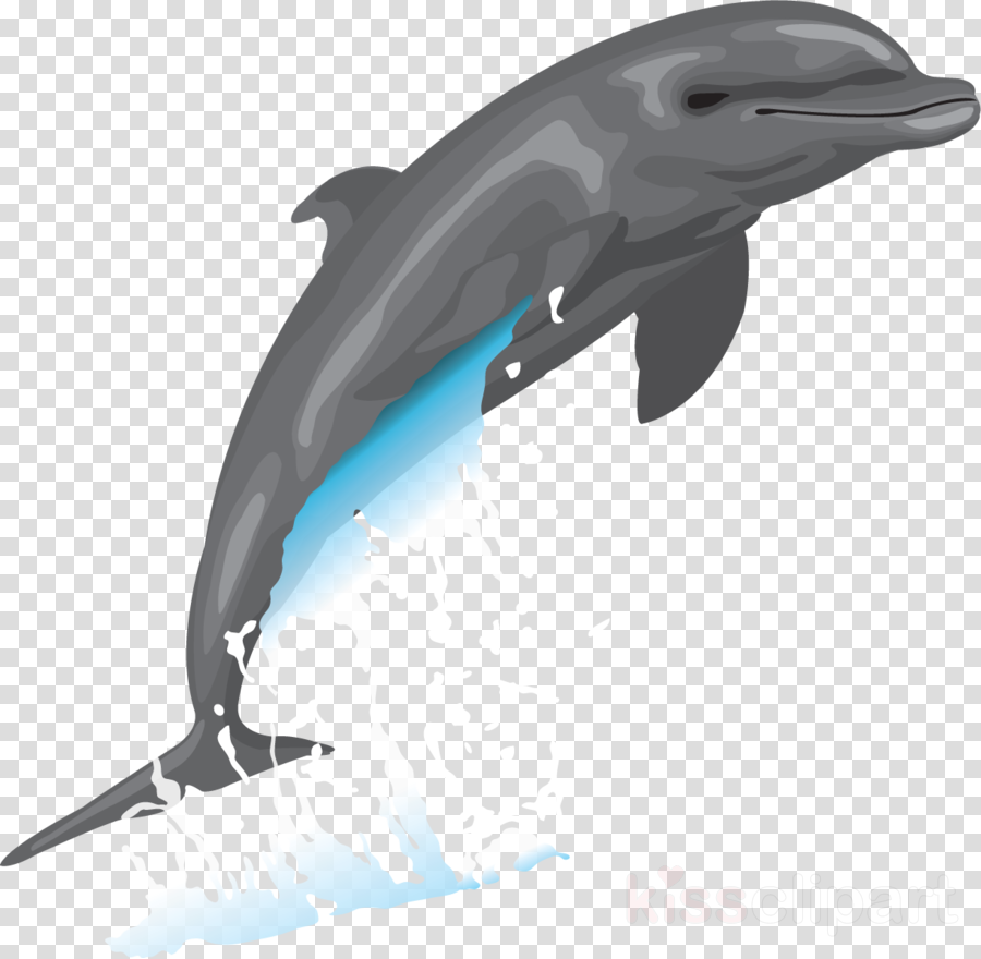 900x880 Dolphin, Drawing, Illustration, Transparent Png Image Clipart - Dolphin Images For Drawing