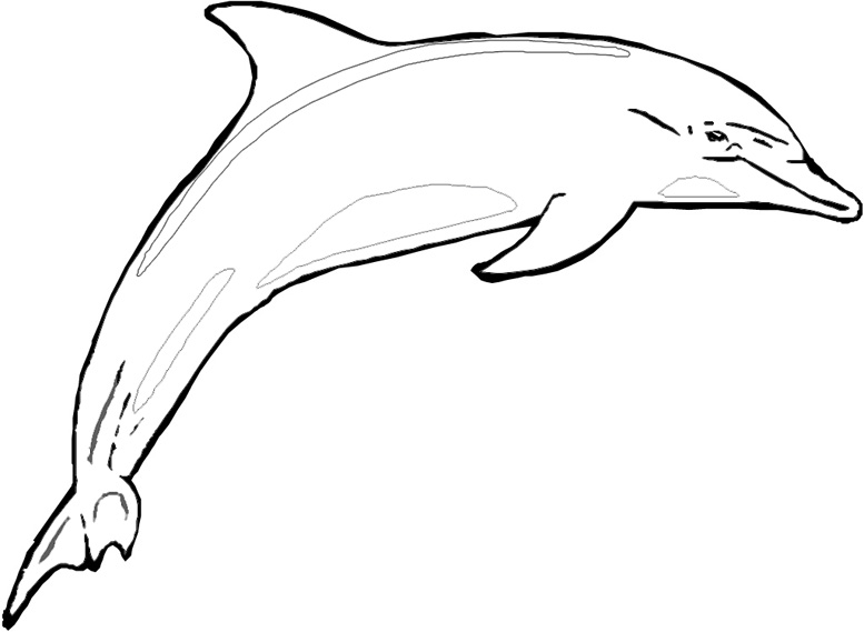 777x569 Dolphin - Dolphin Images For Drawing