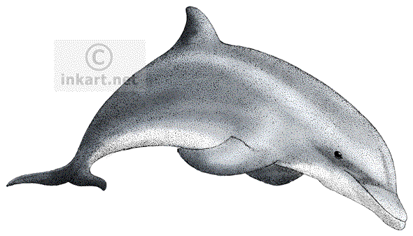 590x337 Drawing Dolphins Step - Dolphin Images For Drawing