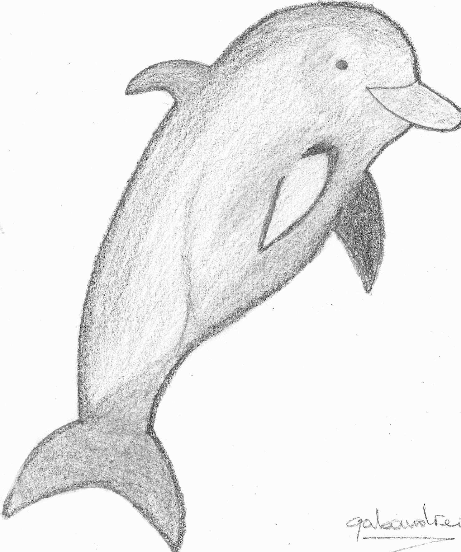 1480x1774 dolphin drawing unique a gray dolphin drawing dolphinspedia baby - Dolphin Images For Drawing
