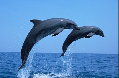 495x324 Drawn Dolphin Drawing Free Clip Art Stock Illustrations - Dolphin Images For Drawing