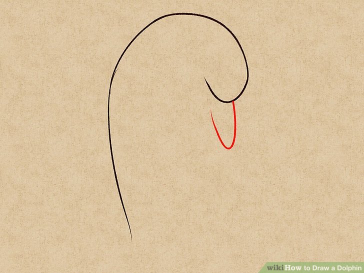 728x546 How To Draw A Dolphin Steps - Dolphin Images For Drawing