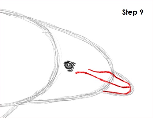 500x386 How To Draw A Dolphin - Dolphin Images For Drawing