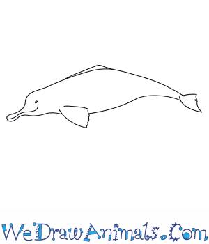 300x350 How To Draw A Ganges River Dolphin - Dolphin Images For Drawing