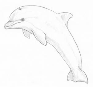 302x284 How To Draw A Jumping Dolphin, Step - Dolphin Images For Drawing