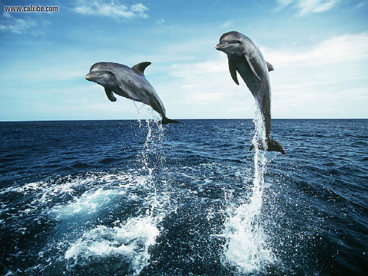 1280x960 Jumping Bottlenose Dolphin Drawing Hd Wallpaper, Background Images - Dolphin Images For Drawing