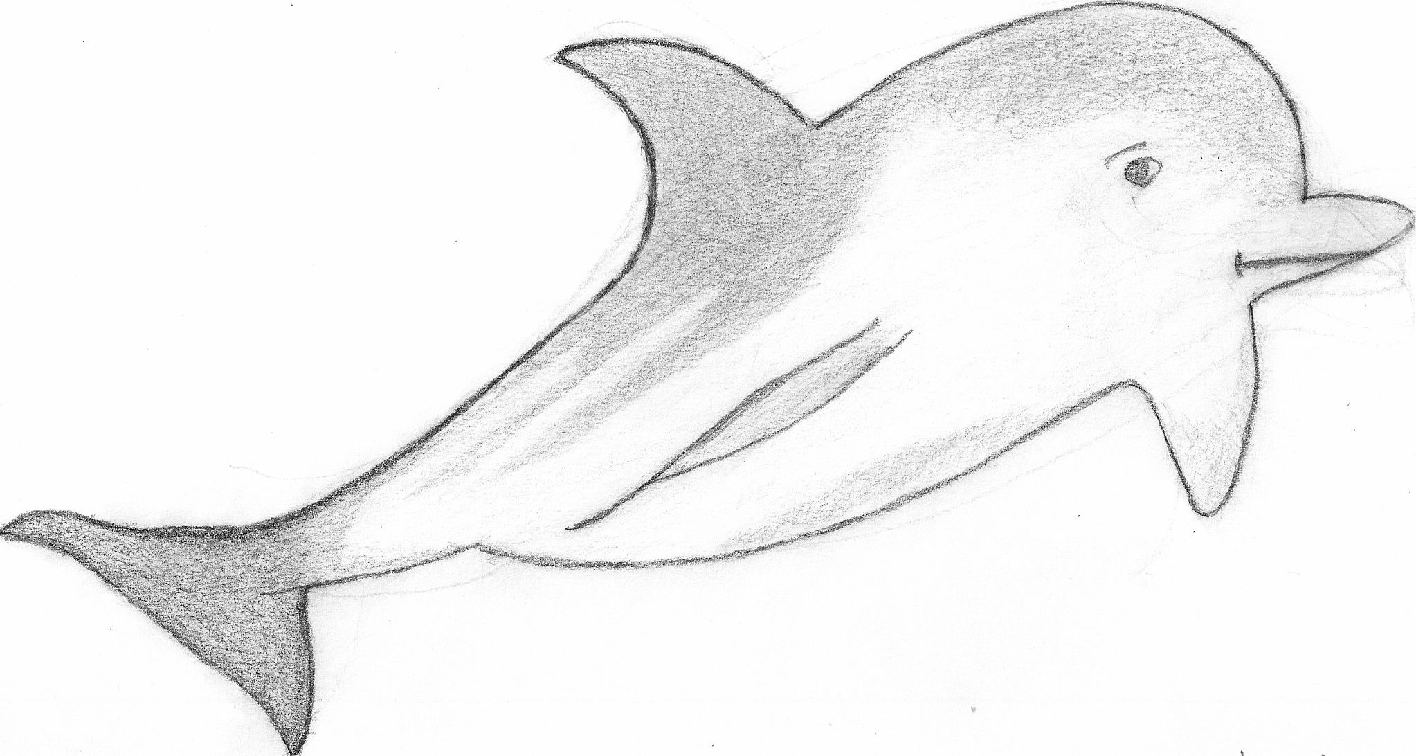 2046x1092 sleepy dolphin - Dolphin Images For Drawing