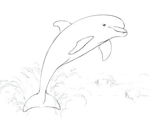 480x405 dolphin pictures to print and color dolphin mandala coloring pages - Dolphin Jumping Drawing