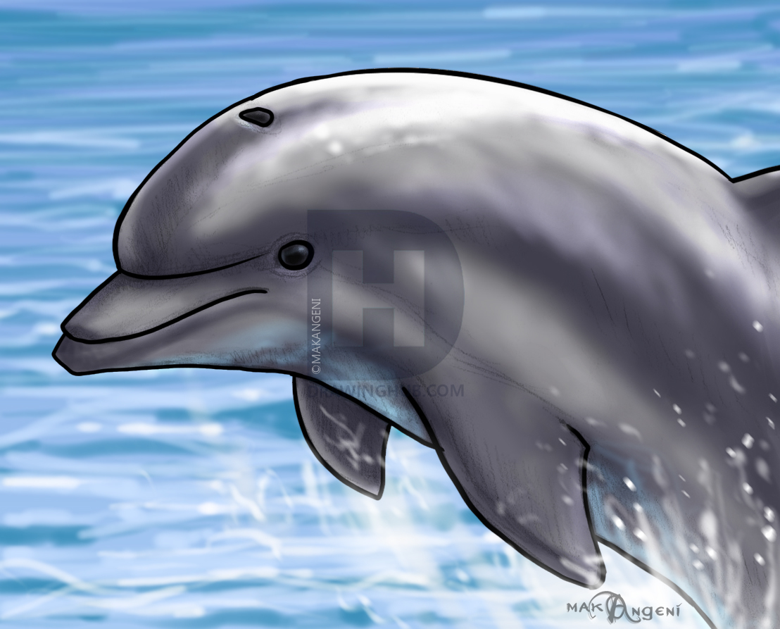 1108x893 how to draw a jumping dolphin, step - Dolphin Jumping Drawing